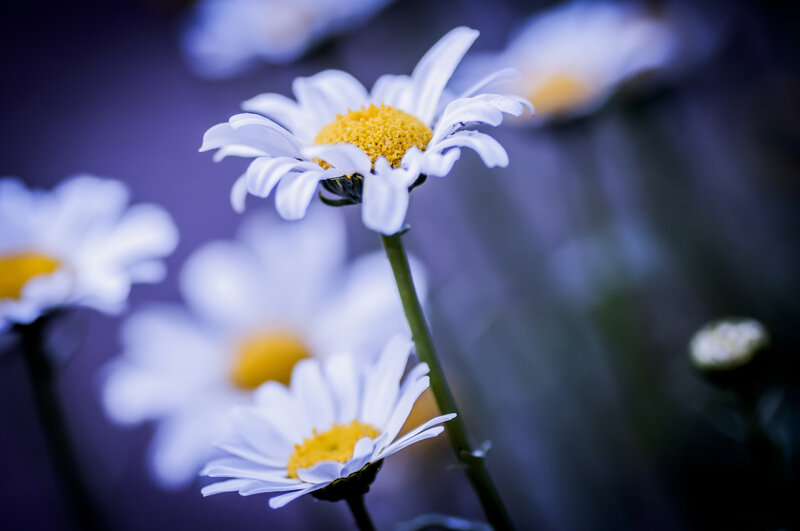 Daisies in a Field — White, Serene, Night