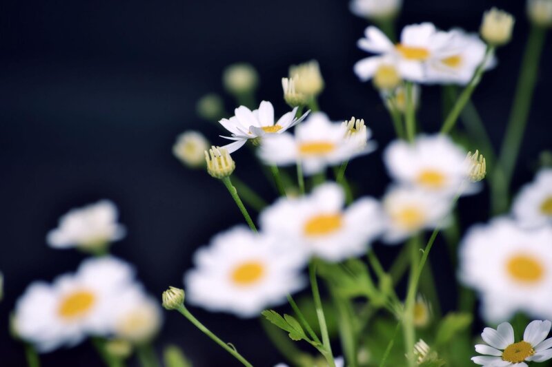 Daisies in a Field — White, Serene, Photograph, Flowers, Buds