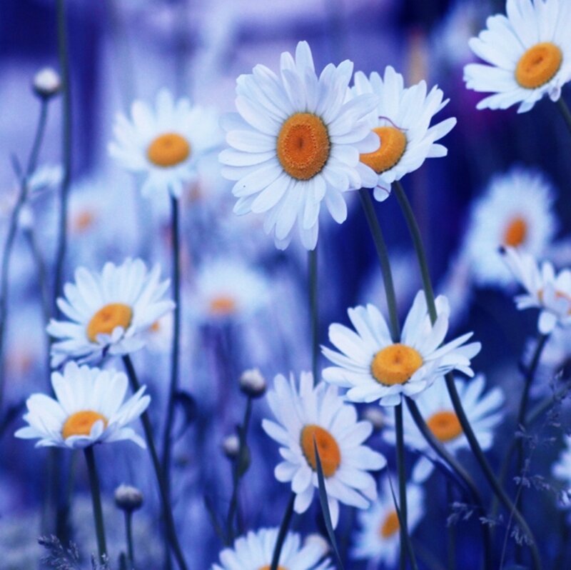 Daisies in a Field — White, Serene, Photograph