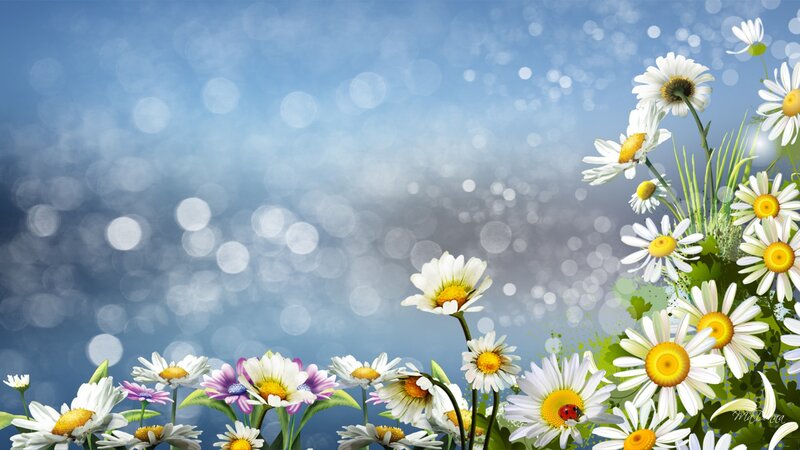 Daisies in a Field — White, Serene, Spring, Digital Art