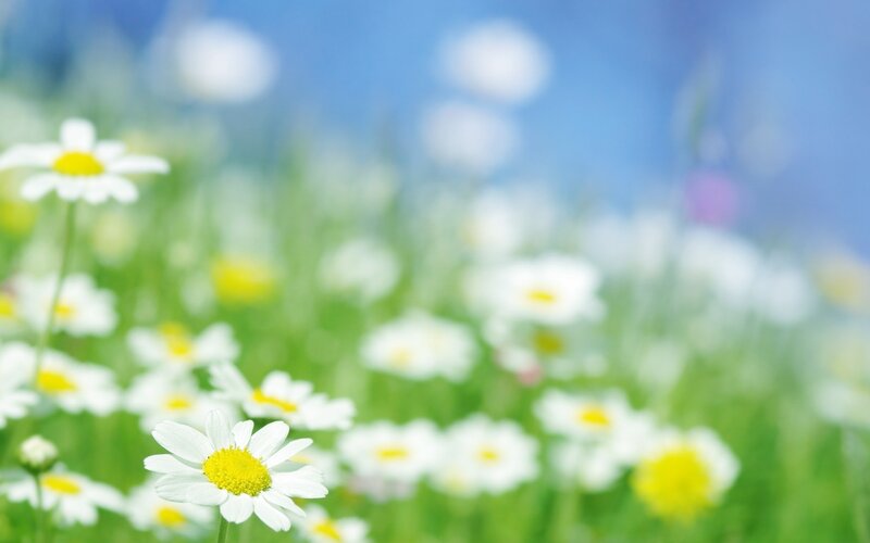 Daisies in a Field — White, Serene, Spring, Photograph, Flowers, Grass, Sky, Green