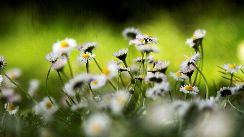 Daisies in a Field — White, Serene, Spring, Photograph, Flowers, Green Grass, Stems