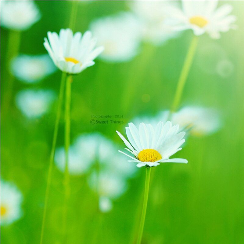 Daisies in a Field — White, Serene, Spring, Photograph, Flowers, Green Grass