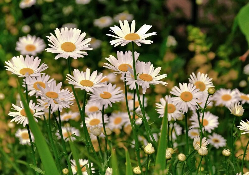 Daisies in a Field — White, Serene, Spring, Photograph, Flowers, Green Stems, Grass