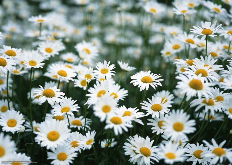 Daisies in a Field — White, Serene, Spring, Photograph, Flowers, Green Stems