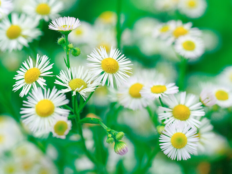 Daisies in a Field — White, Serene, Spring, Photograph, Flowers, Greenery, Buds