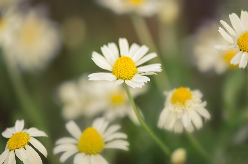Daisies in a Field — White, Serene, Spring, Photograph, Flowers, Greenery, Yellow Centers