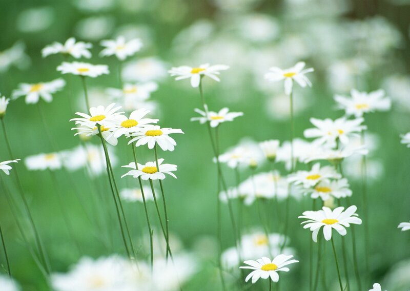 Daisies in a Field — White, Serene, Spring, Photograph, Flowers, Greenery, Yellow, Green