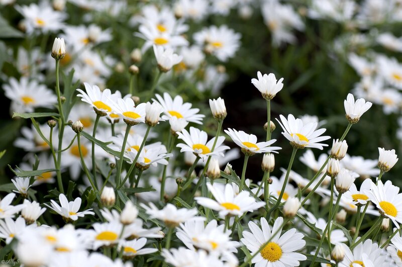 Daisies in a Field — White, Serene, Spring, Photograph, Flowers, Stems, Leaves