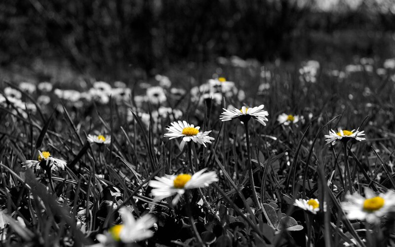 Daisies in a Field — White, Serene, Spring, Photograph, Grass, Flowers, Yellow Centers