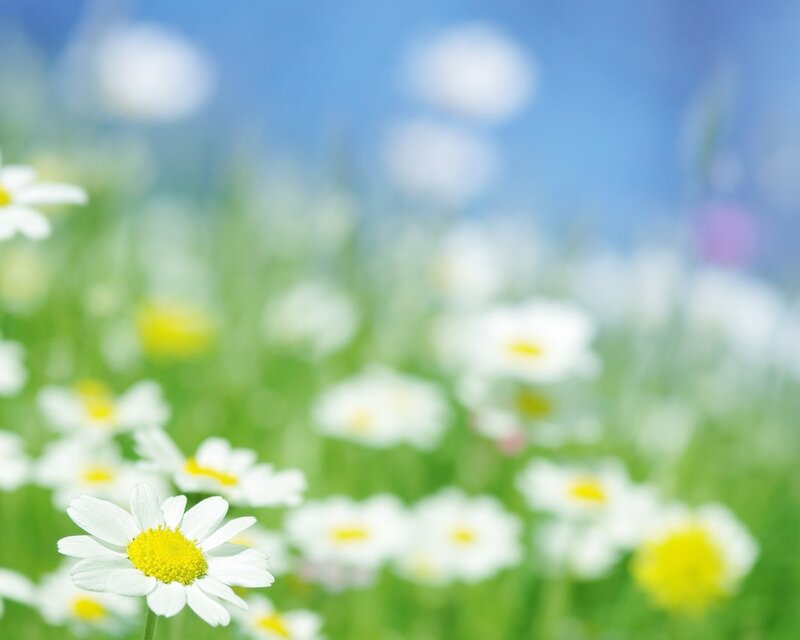 Daisies in a Field — White, Serene, Spring, Photograph, Grass