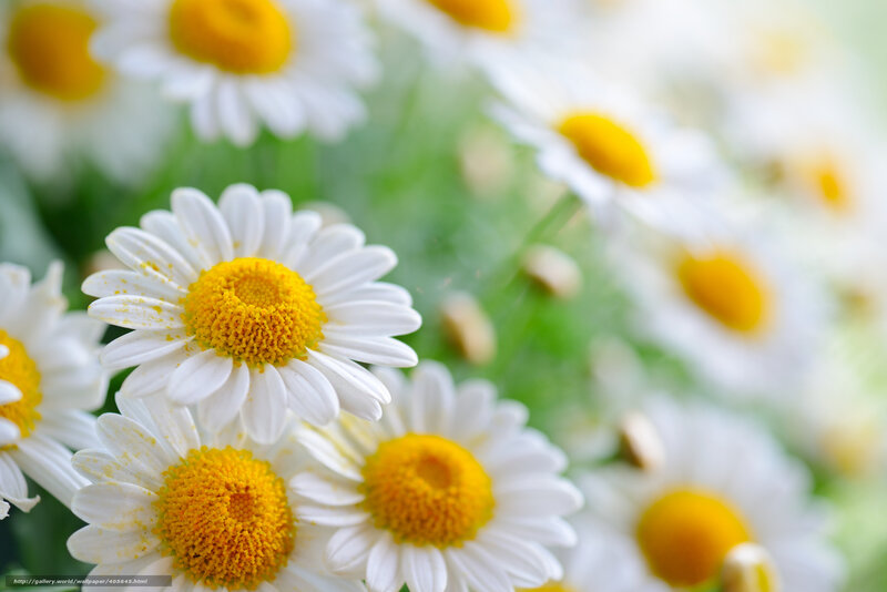 Daisies in a Field — White, Serene, Spring, Photograph, Green Leaves