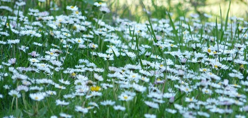 Daisies in a Field — White, Serene, Spring, Photograph