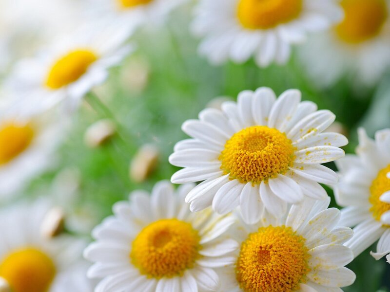 Daisies in a Field — White, Serene, Spring, Photograph, White Petals, Yellow Centers