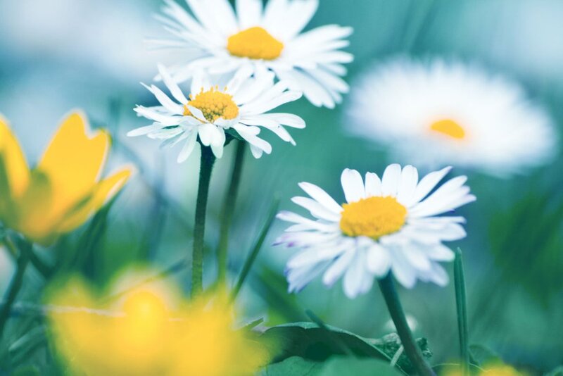 Daisies in a Field — White, Serene, Spring, Photograph, Yellow Flowers