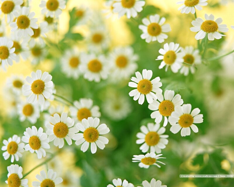 Daisies in a Field — White, Serene, Spring