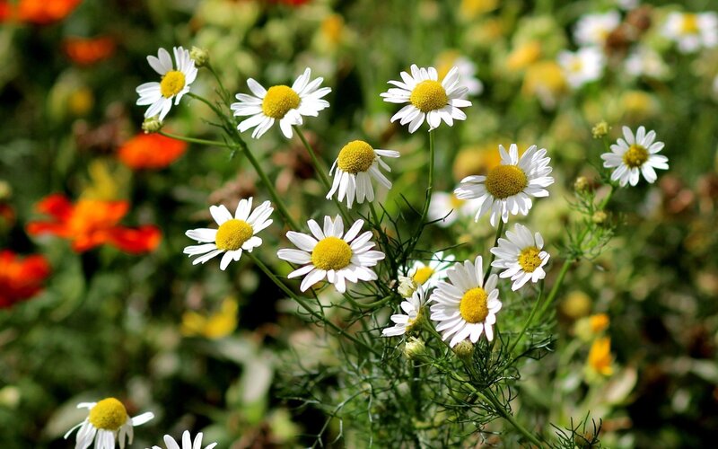 Daisies in a Field — White, Serene, Summer, Photograph, Flowers, Greenery, Orange Flowers