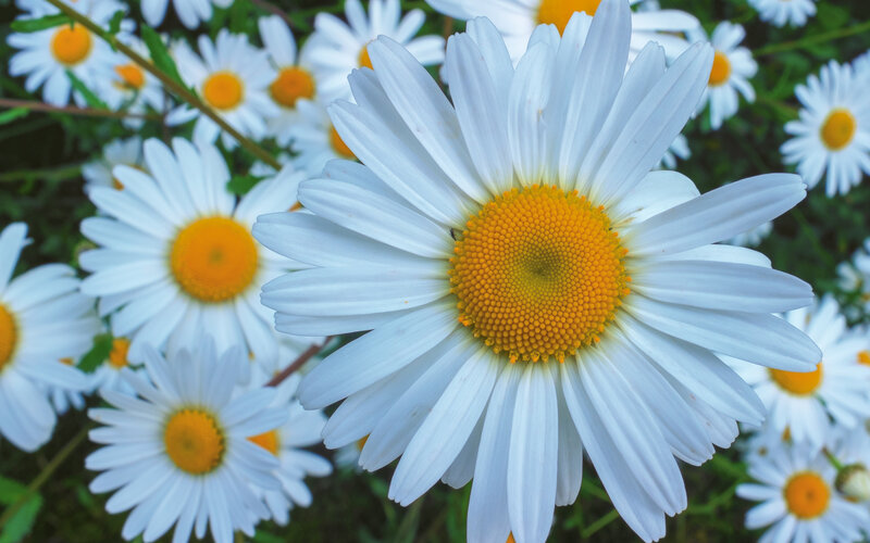 Daisies in a Field — White, Serene, Summer, Photograph, Flowers, Greenery, Sunlight