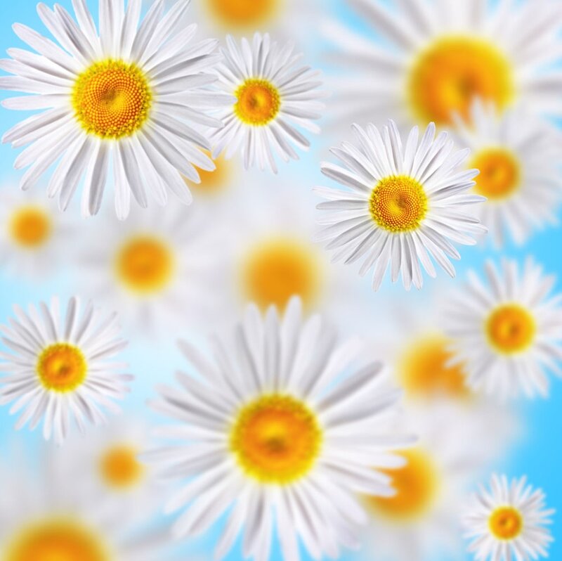 Daisies in a Field — White, Serene, Summer, Photograph, Flowers, Sky