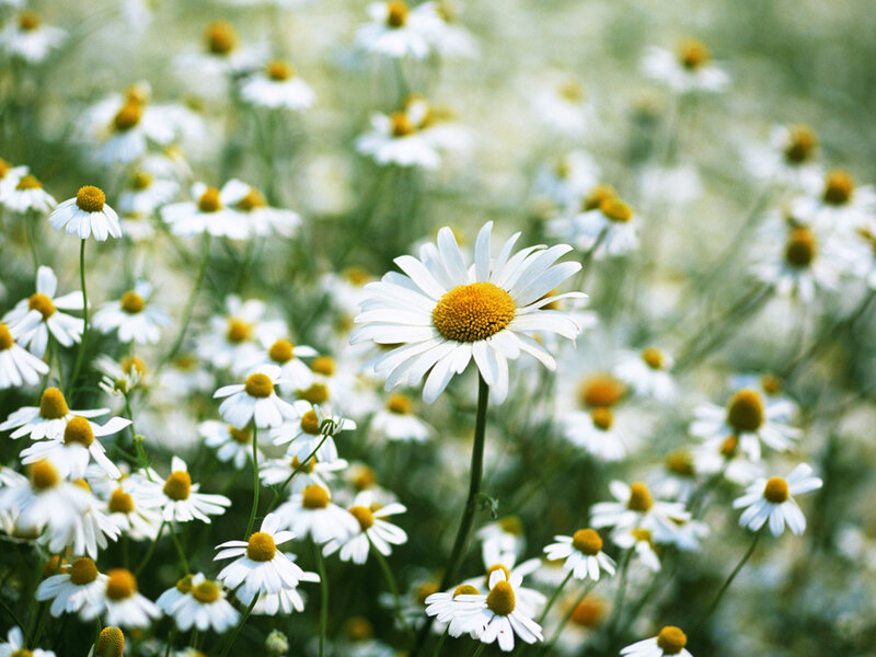 Daisies in a Field — White, Serene, Summer, Photograph, Flowers