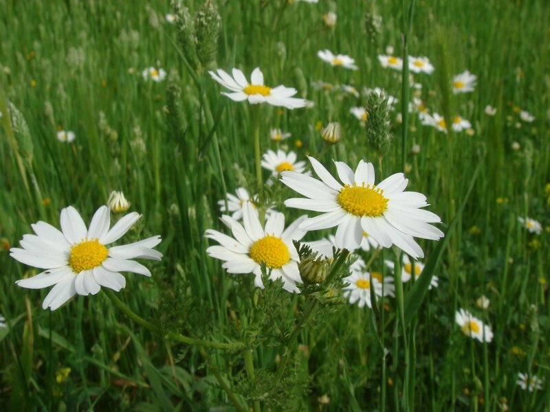 Daisies in a Field — White, Serene, Summer, Photograph, Grass, Flowers