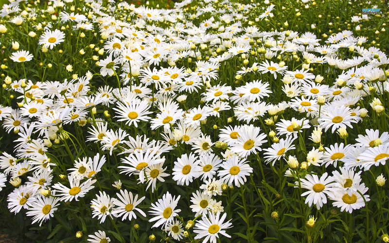 Daisies in a Field — White, Serene, Summer, Photograph, Green Stems