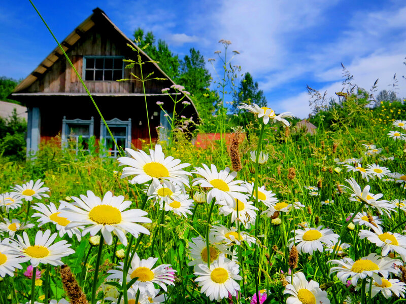 Daisies in a Field — White, Serene, Summer, Photograph, House