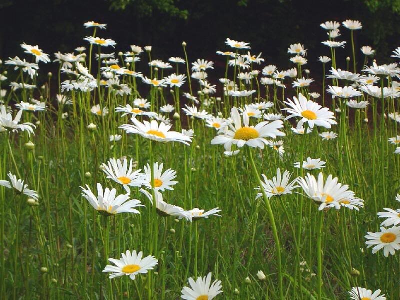 Daisies in a Field — White, Serene, Summer, Photograph