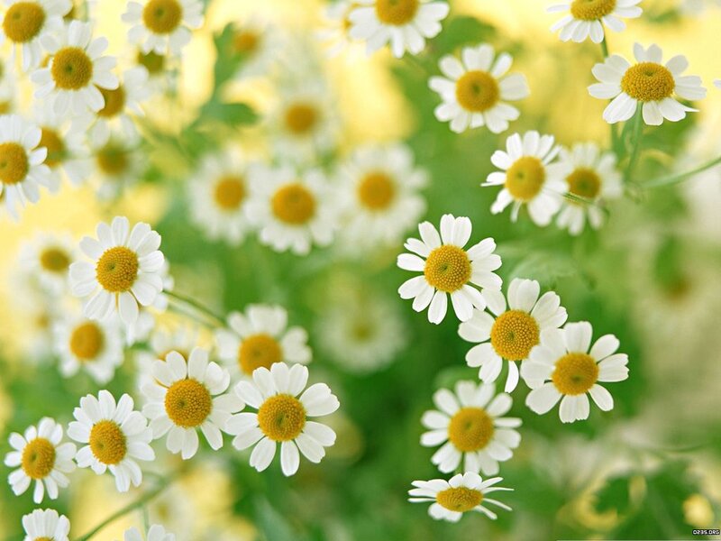 Daisies in a Field — White, Serene, Summer