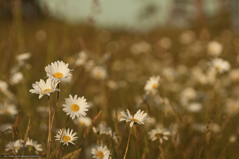 Daisies in a Field — White, Serene, Sunset, Photograph, Flowers, Grass, Sunlight