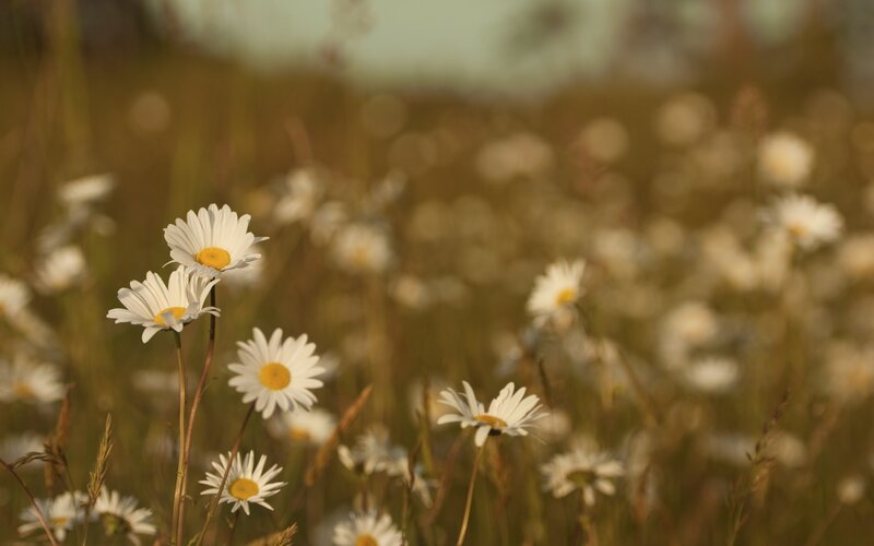 Daisies in a Field — White, Serene, Sunset, Photograph, Flowers, Grass, Sunlight, Yellow, Green