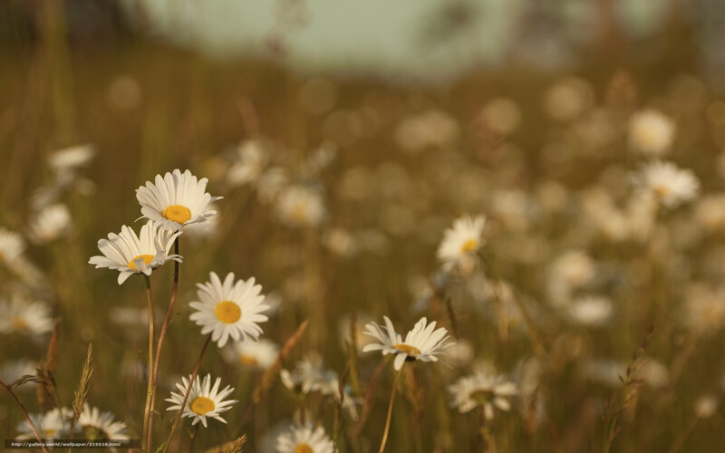 Daisies in a Field — White, Serene, Sunset, Photograph, Flowers, Grass