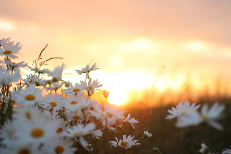 Daisies in a Field — White, Serene, Sunset, Photograph, Flowers, Sky
