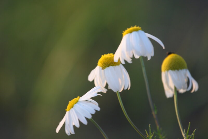 Daisies in a Field — White, Serene, Sunset, Photograph, Flowers, Stems
