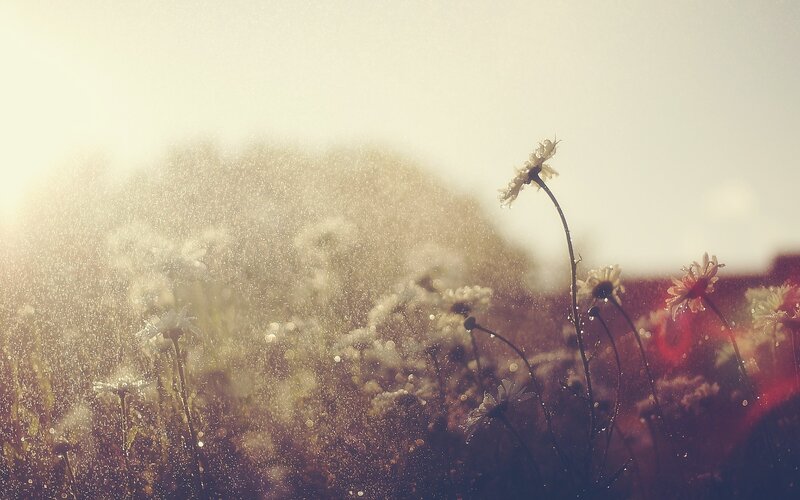 Daisies in a Field — White, Serene, Sunset, Photograph, Flowers, Sunlight