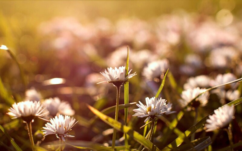 Daisies in a Field — White, Serene, Sunset, Photograph, Grass, Sunlight, Green