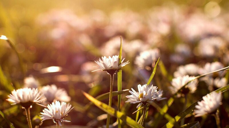 Daisies in a Field — White, Serene, Sunset, Photograph, Grass