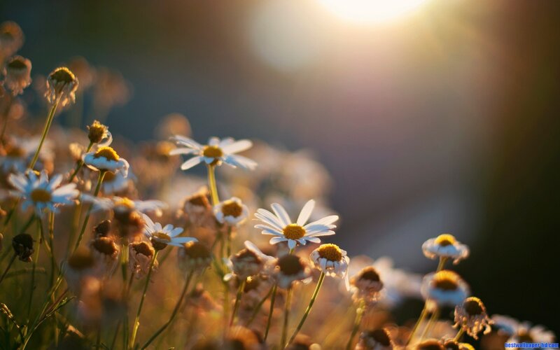 Daisies in a Field — White, Serene, Sunset, Photograph, Sunlight, Flowers