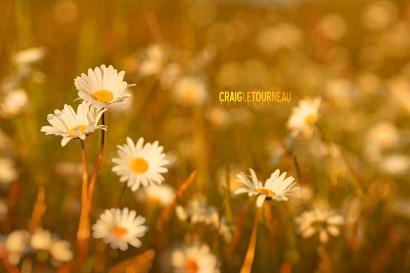 Daisies in a Field — White, Serene, Sunset, Photograph, Sunlight