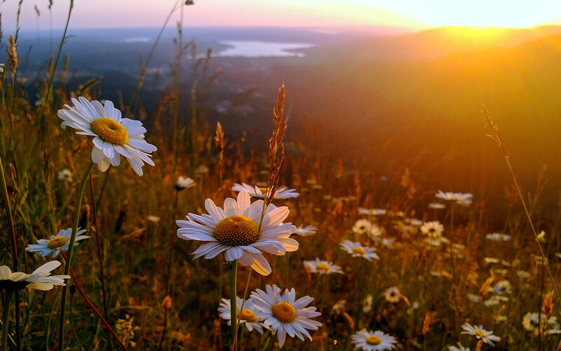 Daisies in a Field — White, Serene, Sunset, Photograph, Sunrise