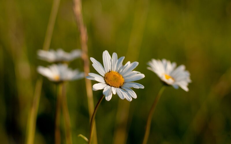 Daisies in a Field — White, Serene, Sunset, Photograph