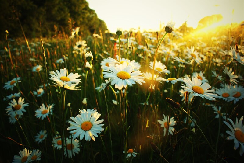 Daisies in a Field — White, Serene, Sunset