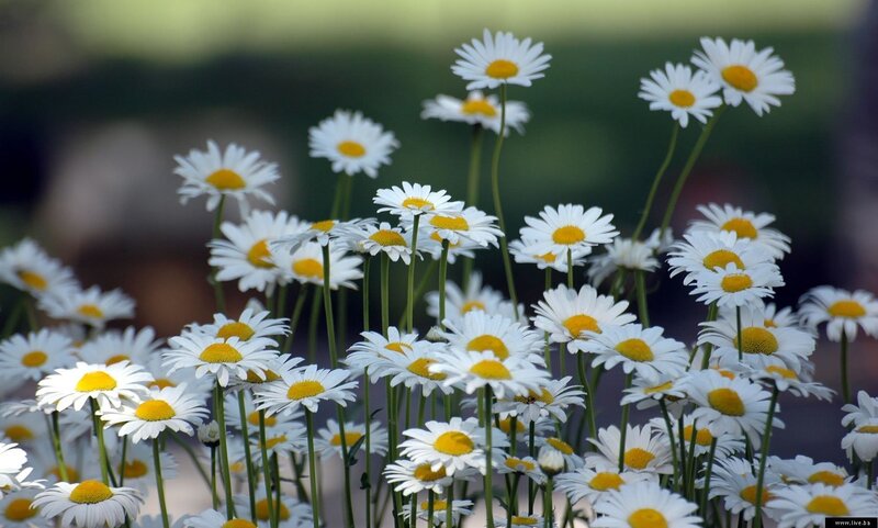 Daisies in a Field — White