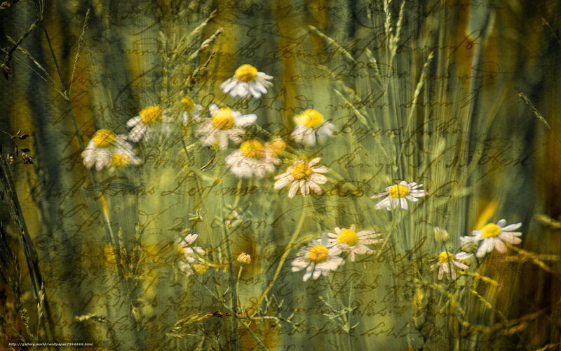 Daisies in a Field — Yellow, Serene, Afternoon, Photograph, Grass, Script