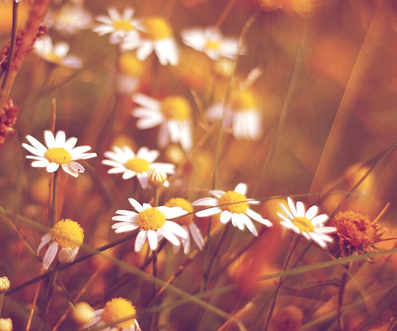 Daisies in a Field — Yellow, Serene, Afternoon, Photograph, Grass