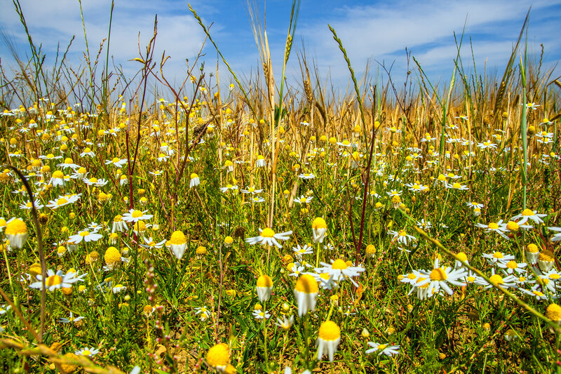 Daisies in a Field — Yellow, Serene, Afternoon, Photograph, Grass, Wheat