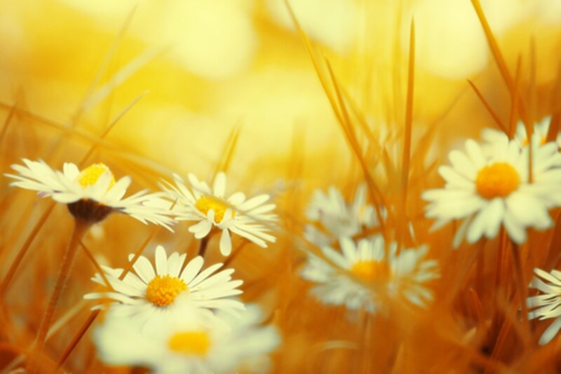 Daisies in a Field — Yellow, Serene, Afternoon