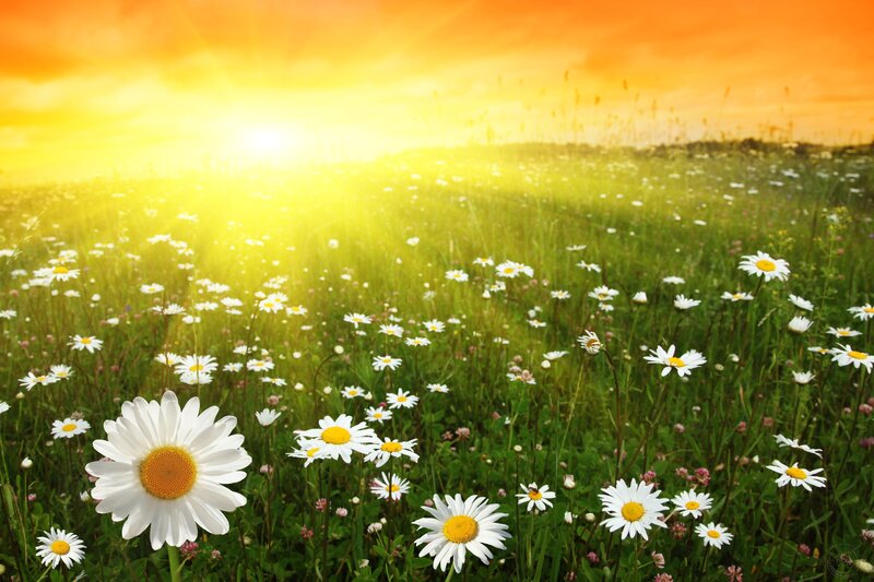 Daisies in a Field — Yellow, Serene, Sunset, Photograph