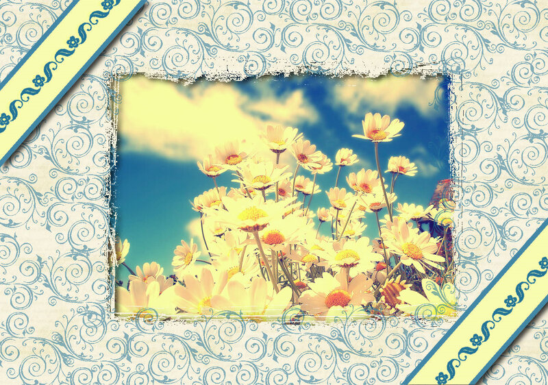 Daisies in a Field — Yellow