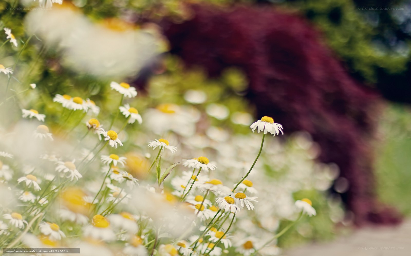 Daisies in a garden